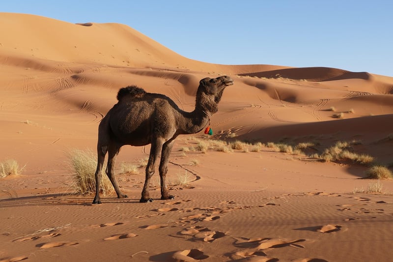 Moroccan Berber